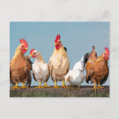 Chicken Hen Zwei-Tone-Tasse Postkarte (Vorderseite)
