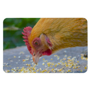 Chicken Magnet