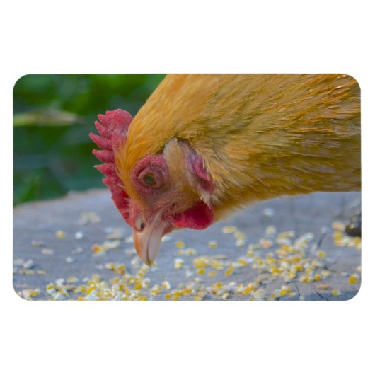 Chicken Magnet (Horizontal)