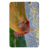 Chicken Magnet (Vertikal)