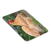 Chicken Magnet (Rechte Seite)
