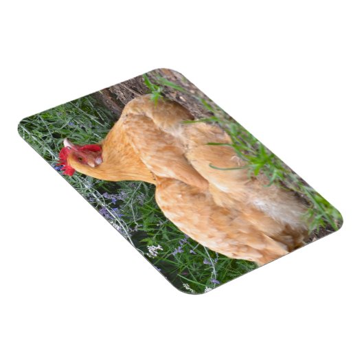 Chicken Magnet (Rechte Seite)