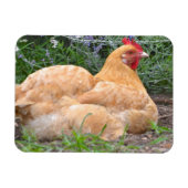 Chicken Magnet (Horizontal)