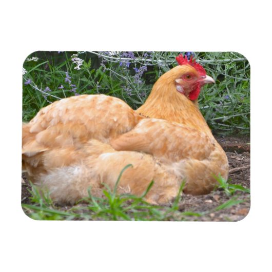 Chicken Magnet (Horizontal)