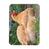 Chicken Magnet (Vertikal)