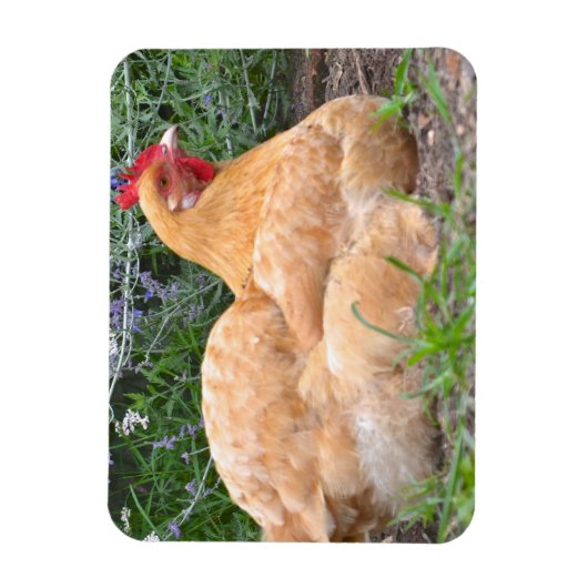 Chicken Magnet (Vertikal)