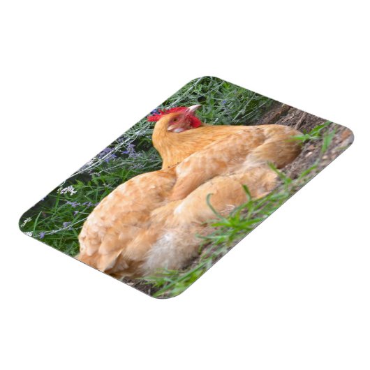 Chicken Magnet (Linke Seite)