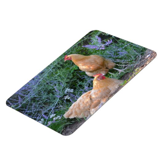 Chicken Magnet (Linke Seite)