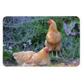 Chicken Magnet (Horizontal)