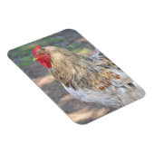 Chicken Magnet (Rechte Seite)
