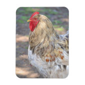 Chicken Magnet (Vertikal)