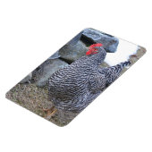 Chicken Magnet (Linke Seite)