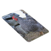 Chicken Magnet (Rechte Seite)