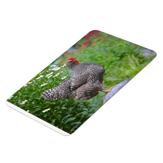 Chicken Magnet (Linke Seite)