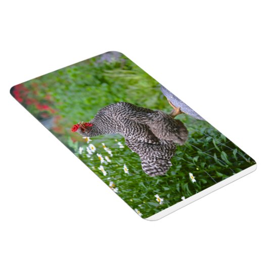 Chicken Magnet (Rechte Seite)