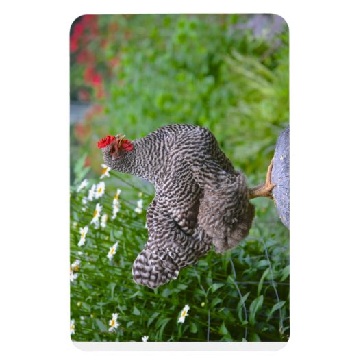 Chicken Magnet (Vertikal)