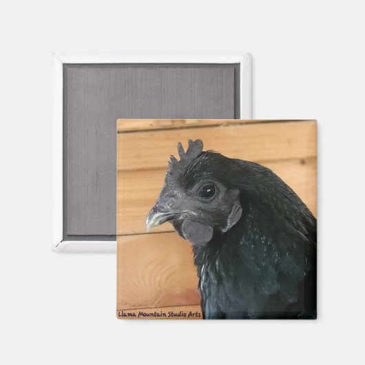 Chicken Magnet #3 Southern Rambler (Vorderseite/Rückseite)