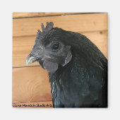 Chicken Magnet #3 Southern Rambler (Vorne)