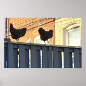Chicken Walk Foto Poster (Vorne)