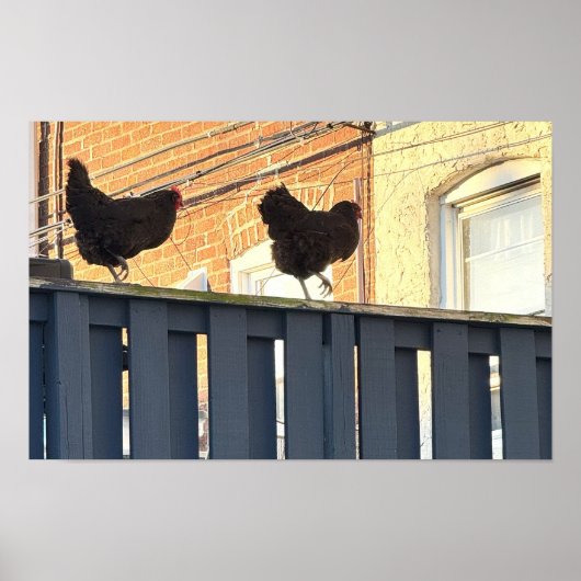 Chicken Walk Foto Poster (Vorne)