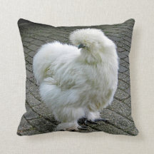 Chicken White Silkie Foto