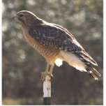 chickenhawk freistehende fotoskulptur<br><div class="desc">Falke auf Posten</div>