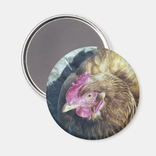 CHICKENS MAGNET (Vorderseite/Rückseite)