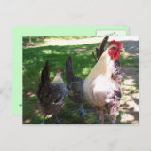 chickens postcard postkarte (Vorne/Hinten)