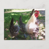 chickens postcard postkarte (Vorderseite)
