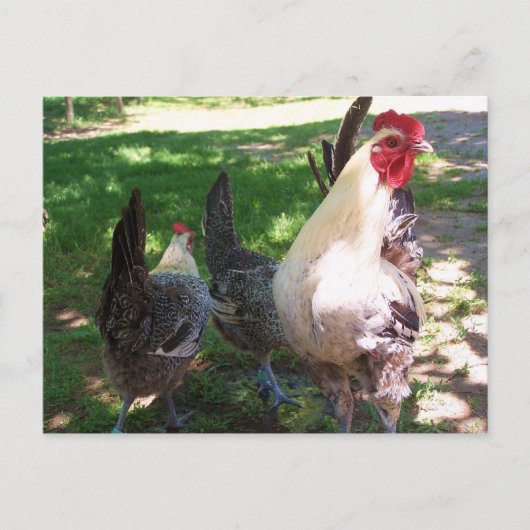 chickens postcard postkarte (Vorderseite)
