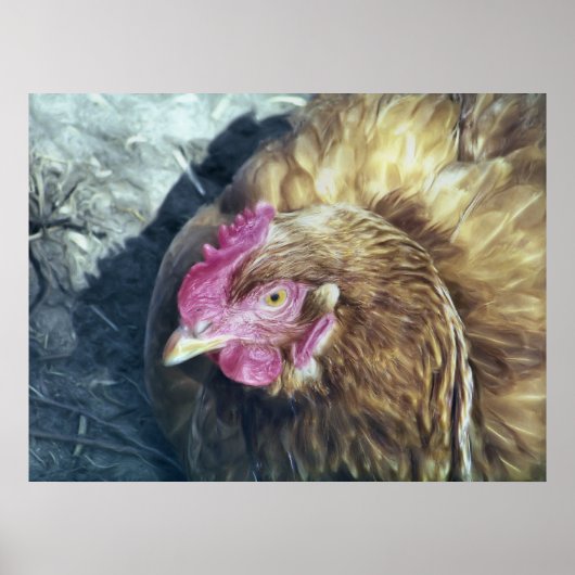 CHICKENS POSTER (Vorne)