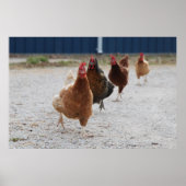 Chickens Poster aufladen (Vorne)