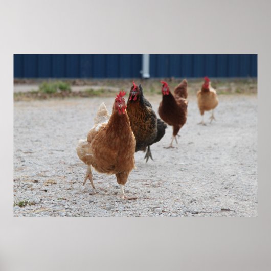 Chickens Poster aufladen (Vorne)
