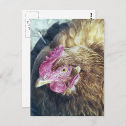 CHICKENS POSTKARTE (Vorne/Hinten)