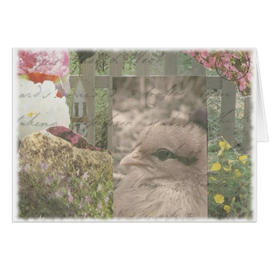 Chickie 1 (Vorderseite (Horizontal))