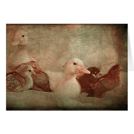 Chicks and Ducklings (Vorderseite (Horizontal))