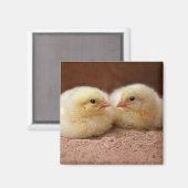 Chicks Magnet (Vorderseite/Rückseite)