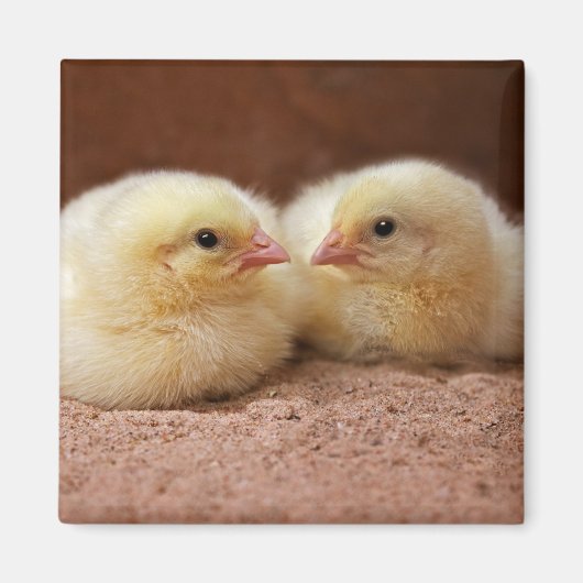 Chicks Magnet (Vorne)