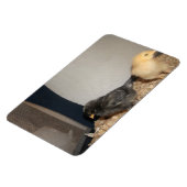 Chicks Magnet (Linke Seite)