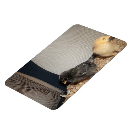 Chicks Magnet (Linke Seite)