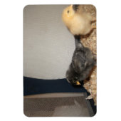 Chicks Magnet (Vertikal)