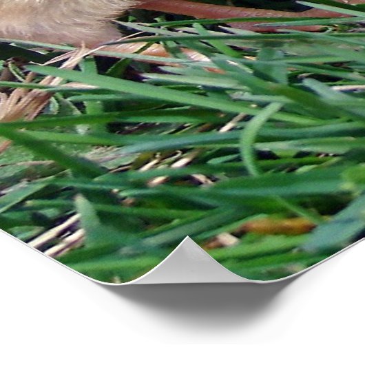 Chicks Poster (Ecke)