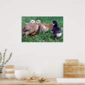 Chicks Poster (Küche)