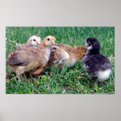 Chicks Poster (Vorne)