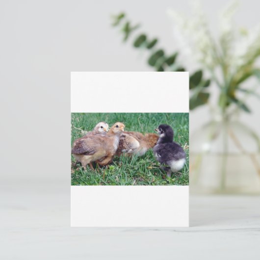 Chicks Postkarte (Stehend Vorderseite)