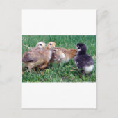 Chicks Postkarte (Vorderseite)