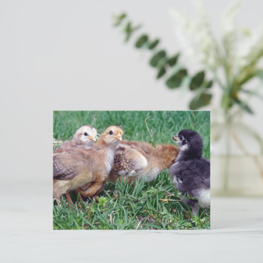 Chicks Postkarte (Stehend Vorderseite)