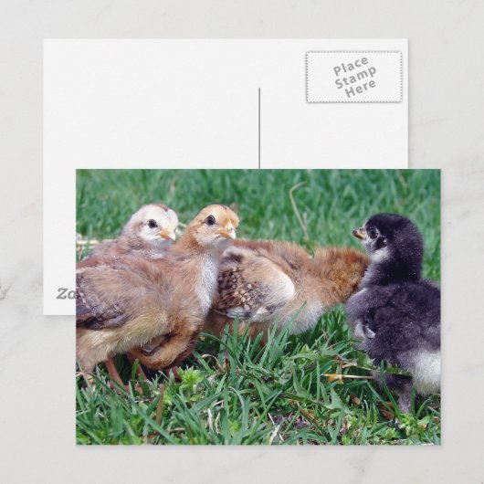 Chicks Postkarte (Vorne/Hinten)