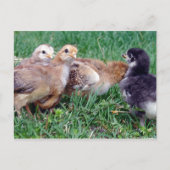 Chicks Postkarte (Vorderseite)