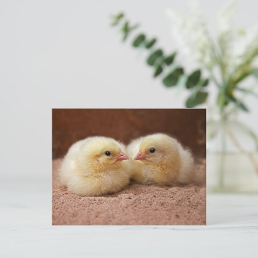 Chicks Postkarte (Stehend Vorderseite)